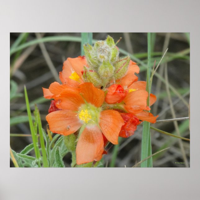 Póster F40 Flores Silvestres Laranja Malva Escarlate (Frente)