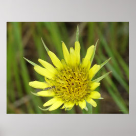 Poster F41 Flor Amarela Barba-de-Bode