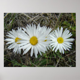 Póster F42 Flores Silvestres Brancas Aster Suave