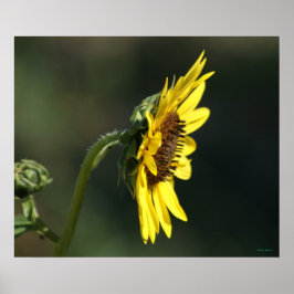 Poster F43 Flor Silvestre Amarela Susana de Olhos Negros