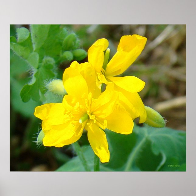 Poster F44 Flores Silvestres Amarelas Mostarda Selvagem (Frente)