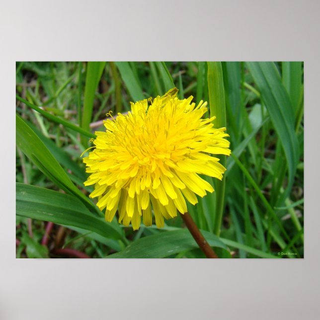 Póster F45 Dandelion "Taraxacum officinale" (Frente)