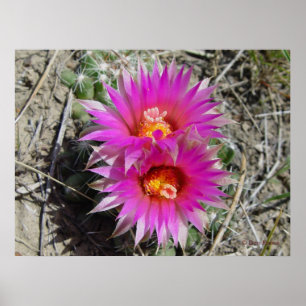 Poster F5 Ball Cactus Flower "Escobaria vivipara"
