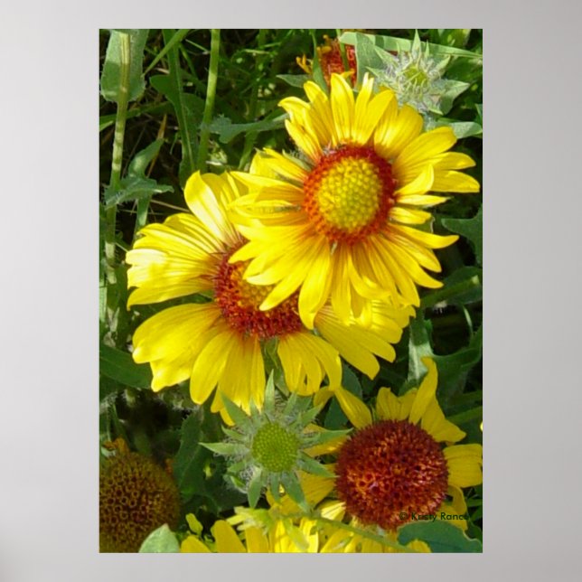 Poster F6 Flores Amarelas Gaillardia (Frente)