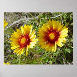 Poster F8 Amarela Flor Silvestre Gaillardia