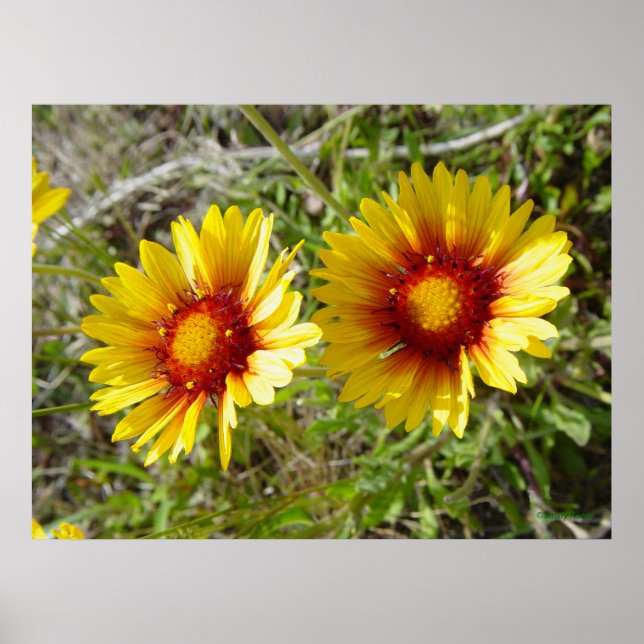 Poster F8 Gaillardia Amarelo (Frente)