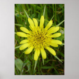 Póster F9 Flor Amarela Barba-de-Bode