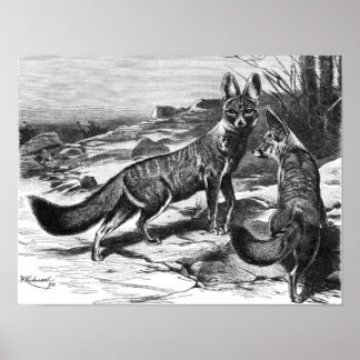 Póster F.W. Kuhnert - Kama - Cabo Fox