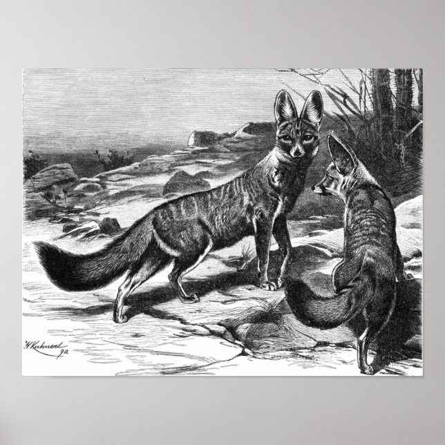 Póster F.W. Kuhnert - Kama - Cabo Fox (Frente)
