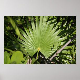 Póster Fã tropical