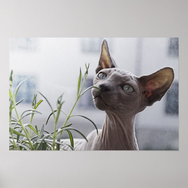 Poster Fábrica de Cheiro de Gato Sphynx, sem cinza (Frente)
