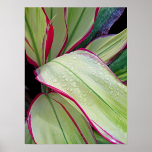 Póster Fábrica de Ti Havaiana