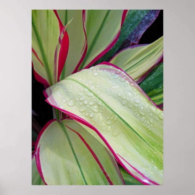 Póster Fábrica de Ti Havaiana (Frente)