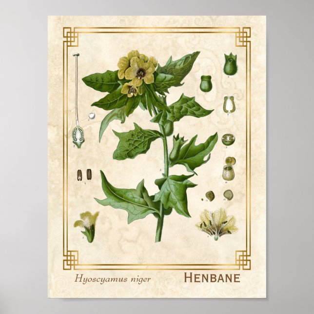 Poster Fábrica Medicina de Vintage Henbane Herb Botânica (Frente)