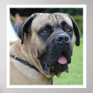 Póster Face Bullmastiff