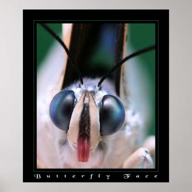 Póster Face da borboleta (Frente)