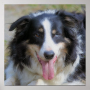 Póster Face de Border Collie Tri Color