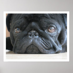 Poster Face de Buldog Francês Preto