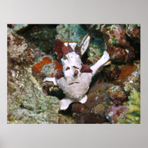 Poster Face de Frogfish