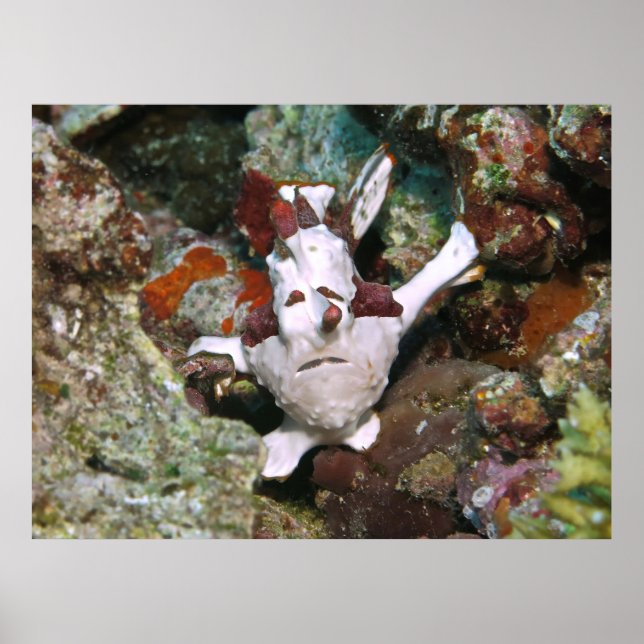 Poster Face de Frogfish (Frente)