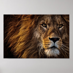 Poster Face de Leão