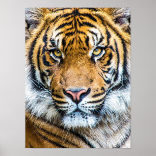 Poster Face de Tigre