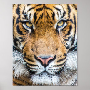 Poster Face de Tigre