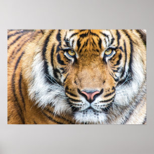Poster Face de Tigre