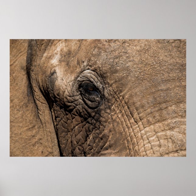 Poster Face de um elefante (Frente)