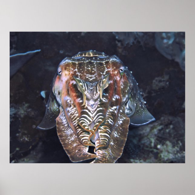 Poster Face do Cuttlefish (Frente)