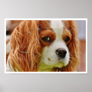 Póster Face do Rei Charles Spaniel