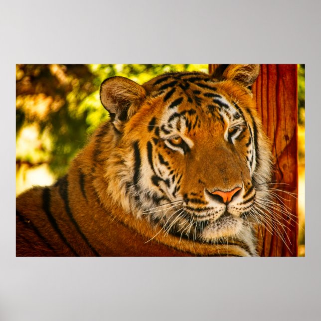 Poster Face Majestosa (Frente)