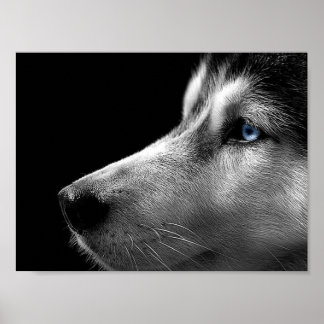 Póster Face Siberian Husky