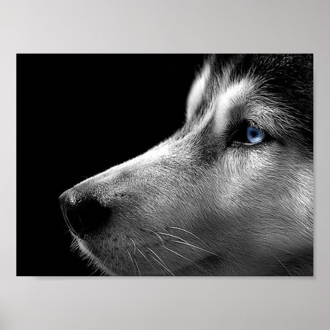 Póster Face Siberian Husky (Frente)