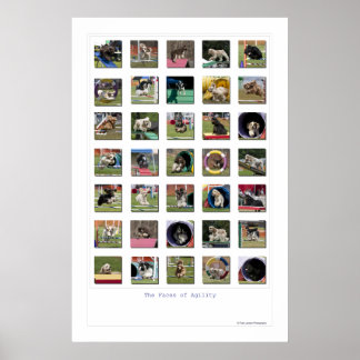 Poster Faces de agilidade - Cocker Spaniel Edition
