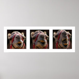 Póster Faces de Camel