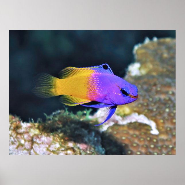 Poster Fada Basslet (Frente)