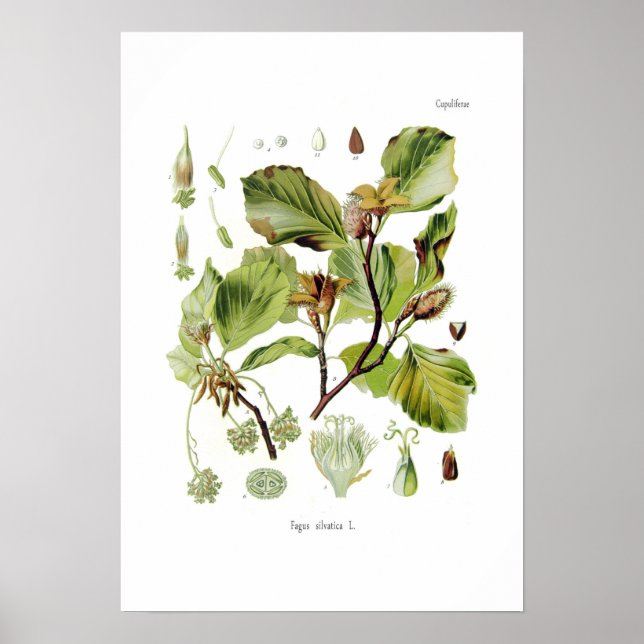 Poster Fagus silvatica (Beech) (Frente)