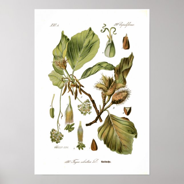 Poster Fagus silvatica (Beech) (Frente)