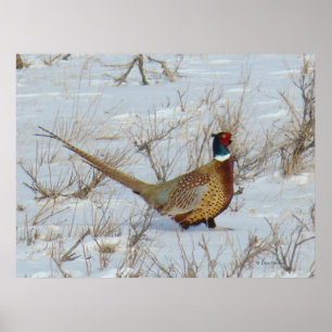 Poster Faisão B22 Anel-Necked