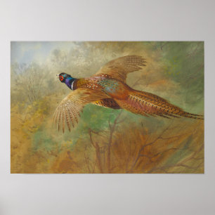Póster Faisão CC0087 do vôo de Archibald Thorburn