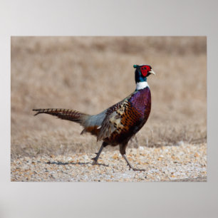Póster Faisão de Ringnecked