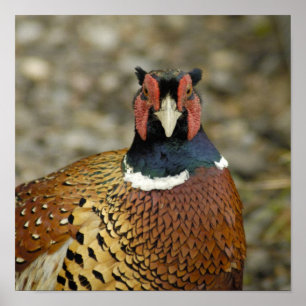Póster Faisão Necked do anel