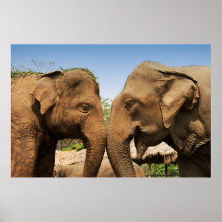 Póster Falando de elefantes em Chiang Mai Thailand