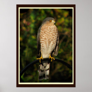 Póster falcão Afiado-shinned