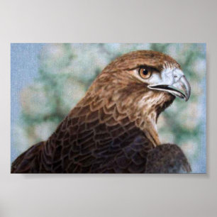 Póster Falcão-airbrush da Vermelho-cauda