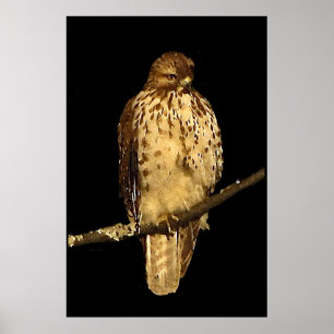 Póster Falcão atado vermelho