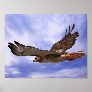 Poster Falcão atado vermelho