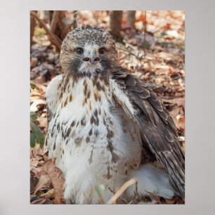 Póster Falcão atado vermelho