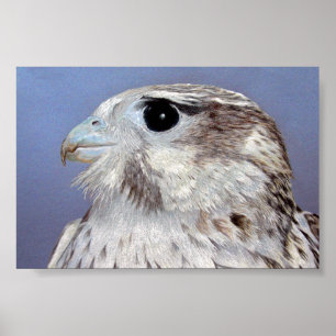 Poster Falcão da pradaria
